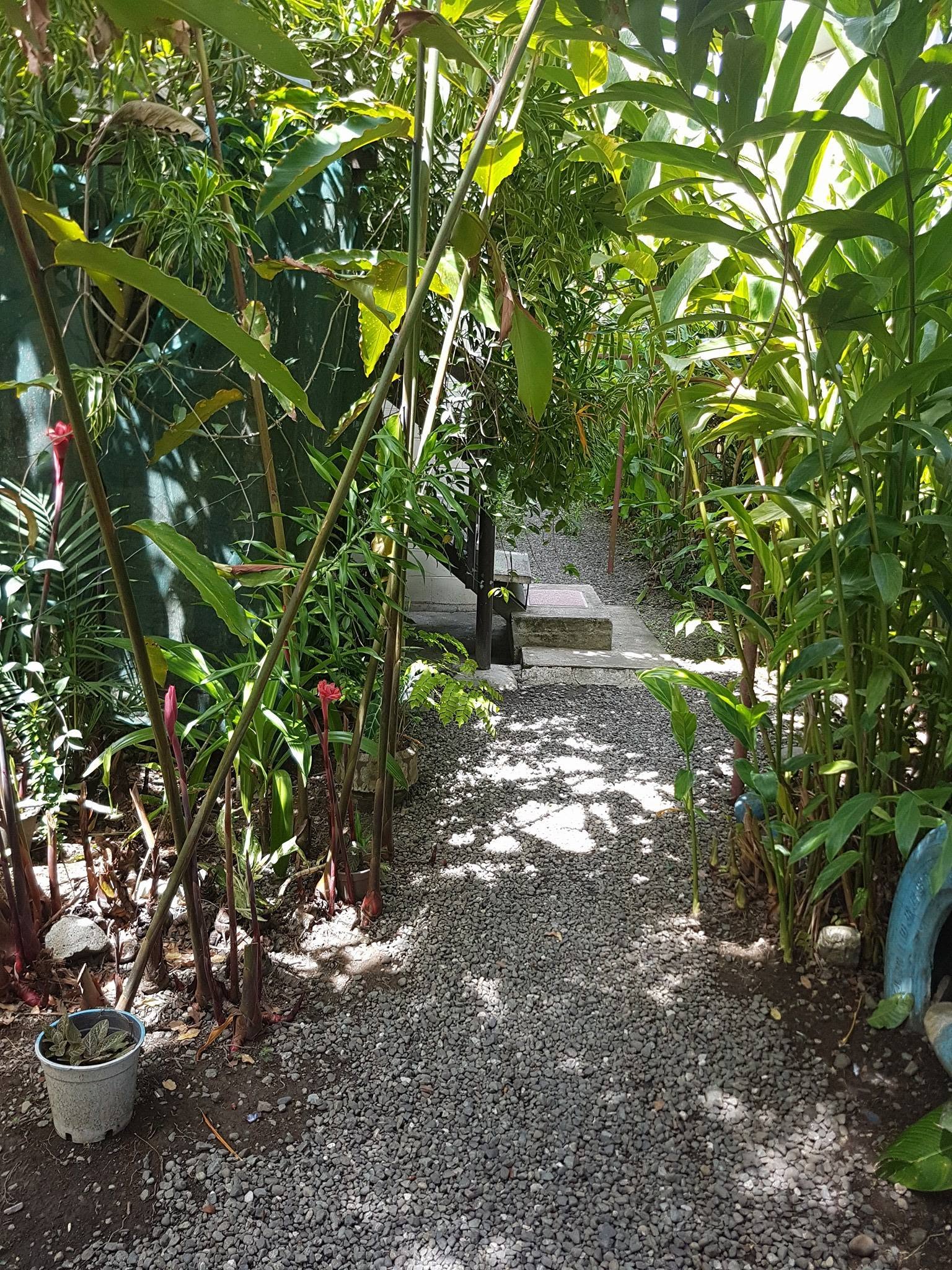 Tropical garden pathway